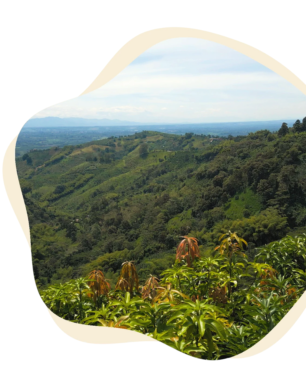 Colombian coffee hills rolling toward the valley
